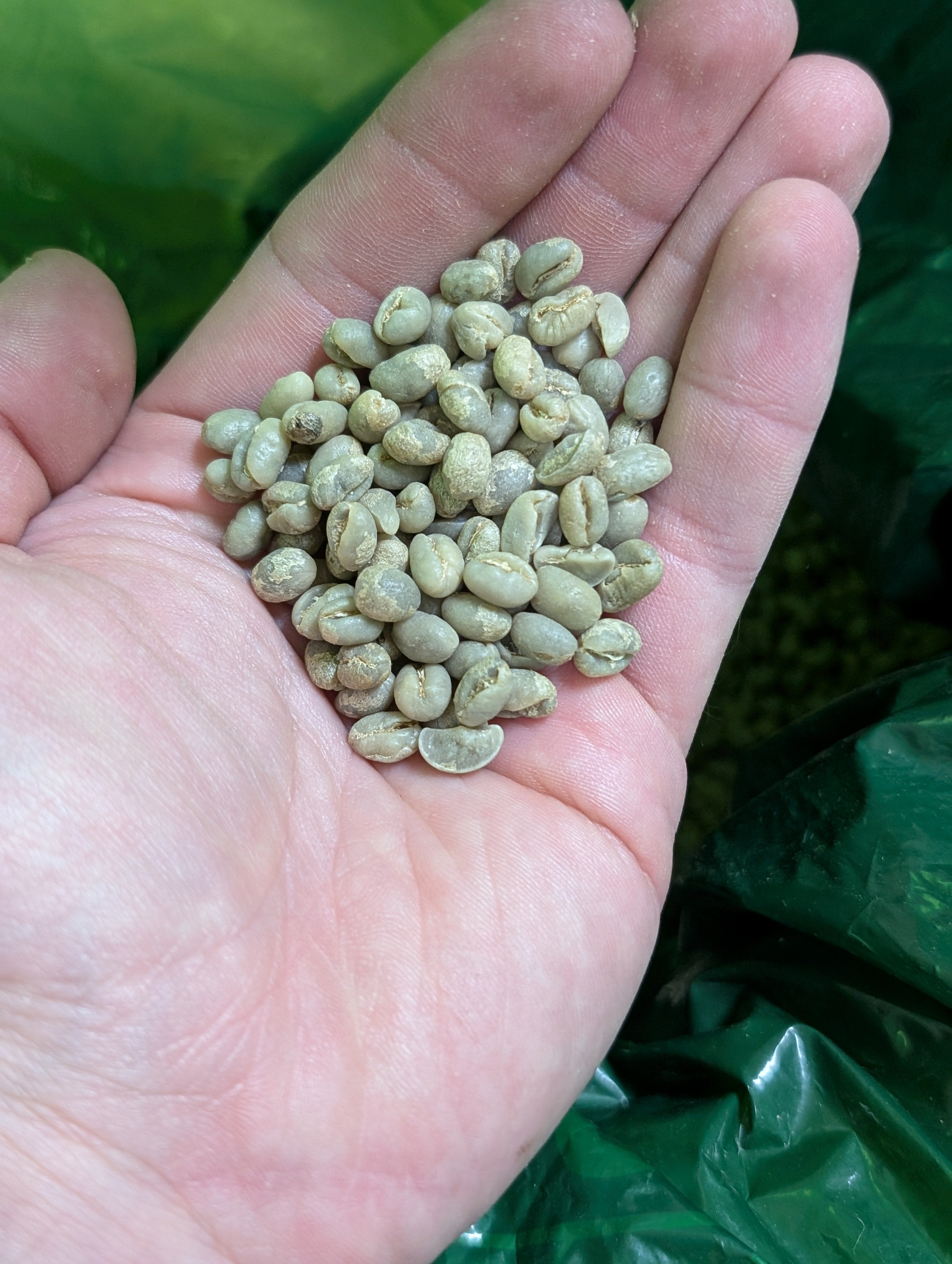 Raw coffee beans